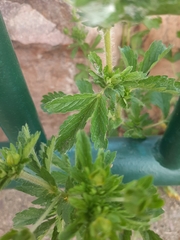 Potentilla norvegica