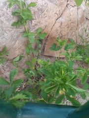 Potentilla norvegica