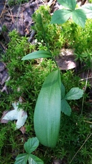 Platanthera clavellata