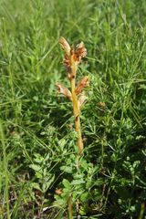 Orobanche teucrii