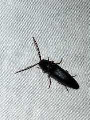 Dicrepidius corvinus