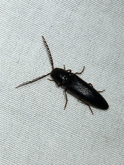 Dicrepidius corvinus