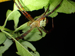 Argiope vietnamensis