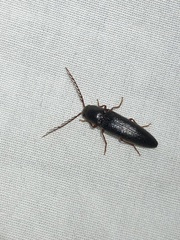 Dicrepidius corvinus