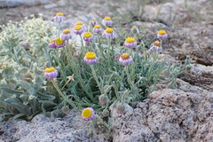 Erigeron clokeyi