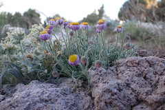 Erigeron clokeyi