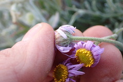 Erigeron clokeyi
