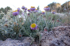 Erigeron clokeyi