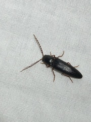 Dicrepidius corvinus