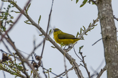 Euphonia hirundinacea