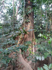 Dysoxylum gaudichaudianum