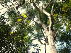 Dysoxylum gaudichaudianum