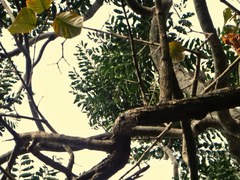 Dysoxylum gaudichaudianum