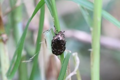 Protaetia orientalis sakaii