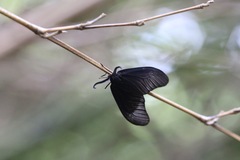 Histia flabellicornis