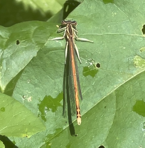 Platycnemis acutipennis