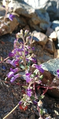 Collinsia greenei