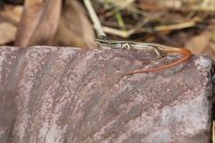 Sphenomorphus incognitus