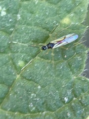 Tupiocoris