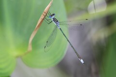 Lestes forcipatus
