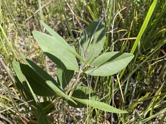 Baptisia cinerea