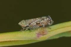 Latalus