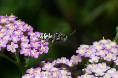 Triepeolus subnitens