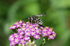 Triepeolus subnitens