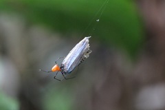 Argyrodes miniaceus