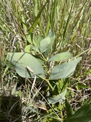 Baptisia cinerea