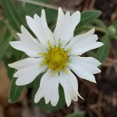 Melampodium leucanthum