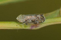 Latalus