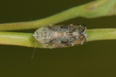 Latalus