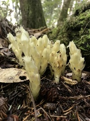 Pityopus californicus