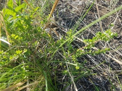 Spiraea aquilegifolia