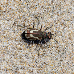 Cicindela bellissima