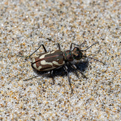 Cicindela bellissima