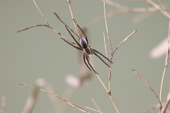 Dolomedes fimbriatus