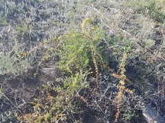 Spiraea aquilegifolia
