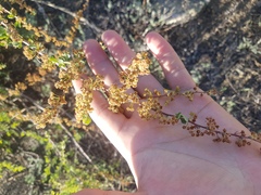 Spiraea aquilegifolia