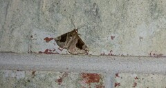 Hypena manalis