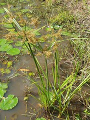 Cyperus pilosus