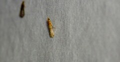 Moodna pallidostrinella