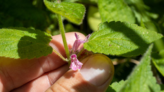 Stachys mexicana
