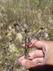 Carphephorus tomentosus