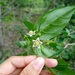Capsicum caatingae - Photo (c) Thamires Maria, some rights reserved (CC BY-NC), uploaded by Thamires Maria