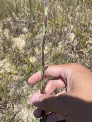 Carphephorus tomentosus