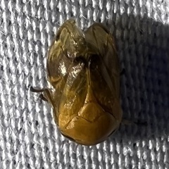 Clastoptera achatina