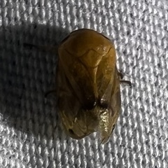 Clastoptera achatina