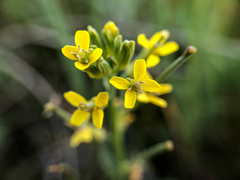Erysimum inconspicuum